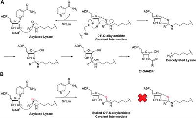 Sirtuin Modulators in Cellular and Animal Models of Human Diseases